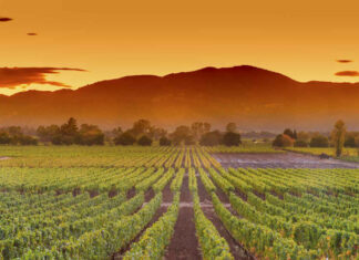 Top Trips For The Wine-Obsessed