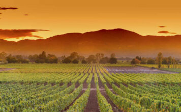 Top Trips For The Wine-Obsessed