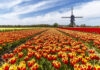 Top 10 Most Beautiful Flower Fields In The World