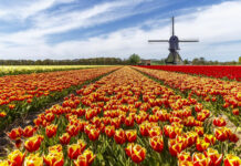 Top 10 Most Beautiful Flower Fields In The World
