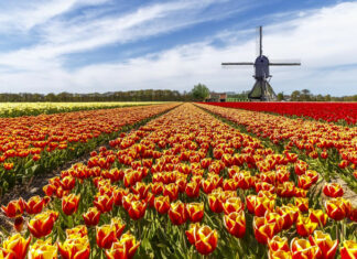 Top 10 Most Beautiful Flower Fields In The World
