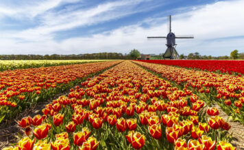 Top 10 Most Beautiful Flower Fields In The World