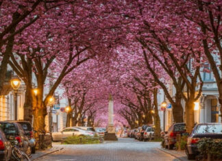 10 Most Beautiful Flowered Streets In The World