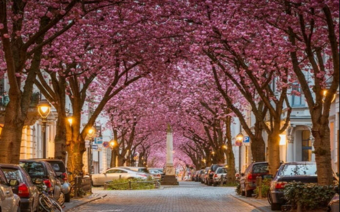 10 Most Beautiful Flowered Streets In The World